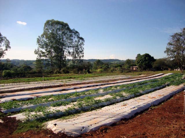 setor de olericultura